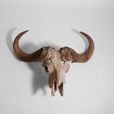 Lot 233 - African Cape buffalo horns and skull (Syncerus caffer)
