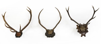 Lot 138 - Three pairs of stag antler trophies