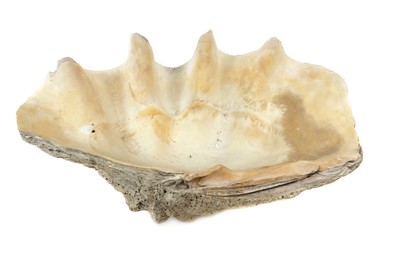 Lot 216 - A giant clam shell (Tridacna gigas)