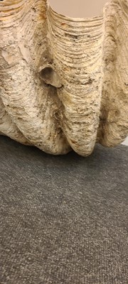 Lot 216 - A giant clam shell (Tridacna gigas)