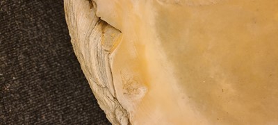 Lot 216 - A giant clam shell (Tridacna gigas)