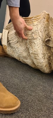Lot 216 - A giant clam shell (Tridacna gigas)