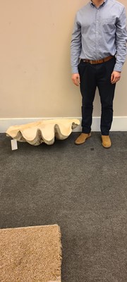 Lot 216 - A giant clam shell (Tridacna gigas)