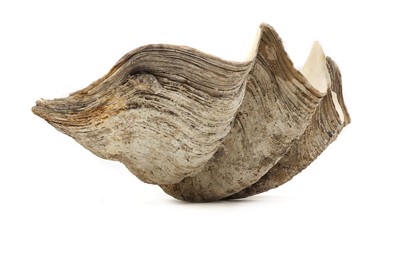 Lot 216 - A giant clam shell (Tridacna gigas)