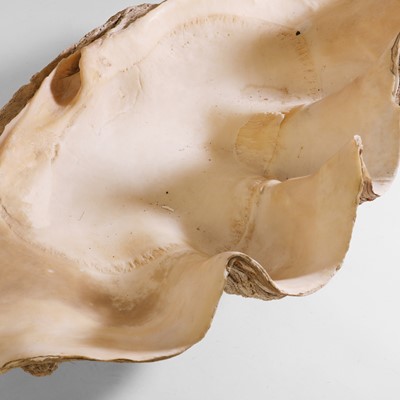 Lot 216 - A giant clam shell (Tridacna gigas)