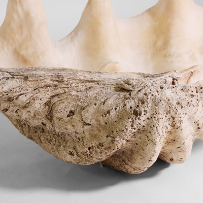 Lot 216 - A giant clam shell (Tridacna gigas)