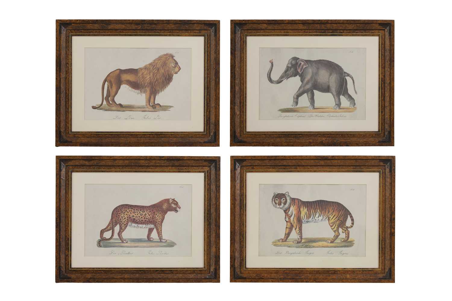 Lot 525 - Four studies of African and Asian animals after Karl Joseph Brodtmann