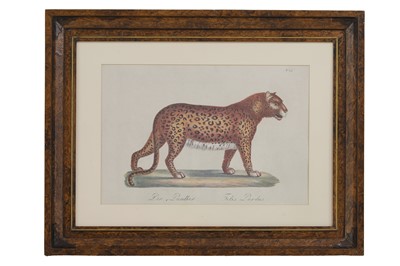 Lot 525 - Four studies of African and Asian animals after Karl Joseph Brodtmann