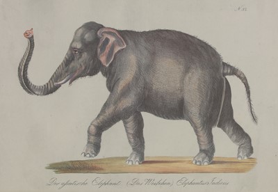 Lot 525 - Four studies of African and Asian animals after Karl Joseph Brodtmann