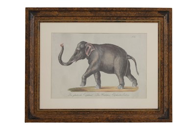 Lot 525 - Four studies of African and Asian animals after Karl Joseph Brodtmann