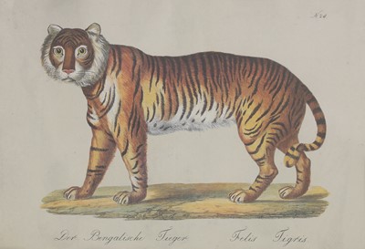 Lot 525 - Four studies of African and Asian animals after Karl Joseph Brodtmann
