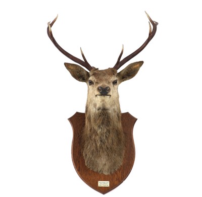 Lot 375 - A taxidermy Scottish red deer head mount