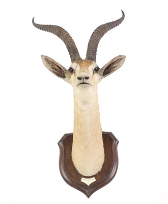 Lot 376 - A taxidermy Grant's Gazelle headmount