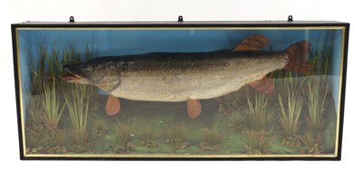 Lot 231 - A large taxidermy pike