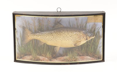 Lot 370 - A taxidermy trout