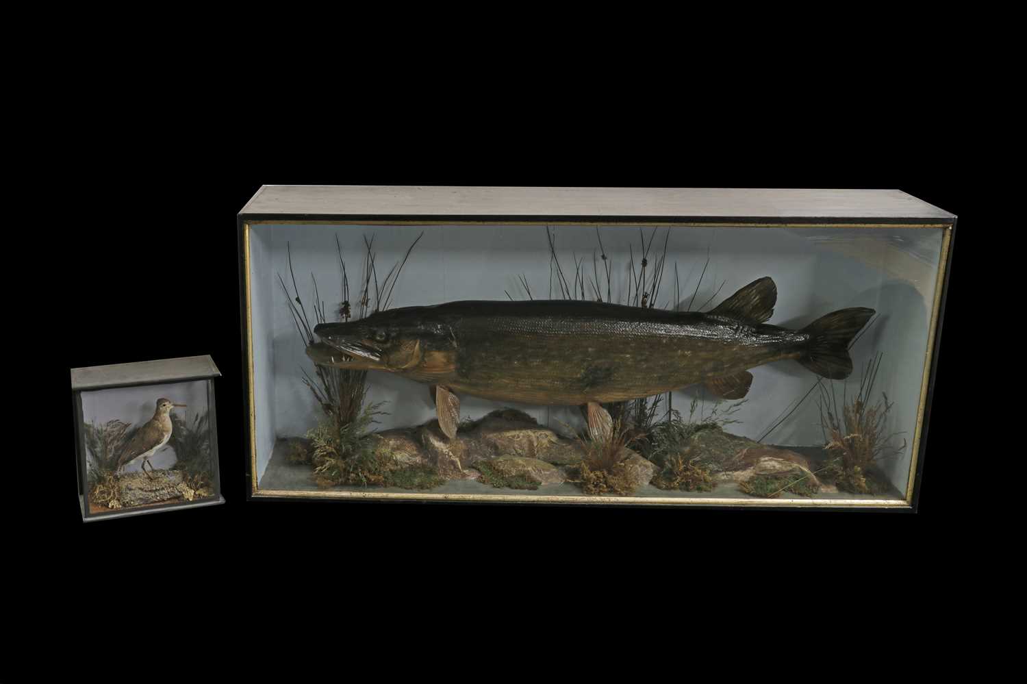 Lot 233 - A taxidermy pike