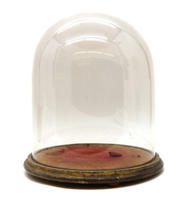 Lot 196 - A Victorian glass dome