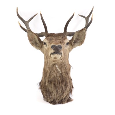 Lot 271 - A taxidermy red deer stag headmount