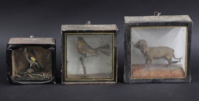 Lot 273 - A group of taxidermy