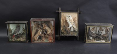 Lot 272 - A group of taxidermy