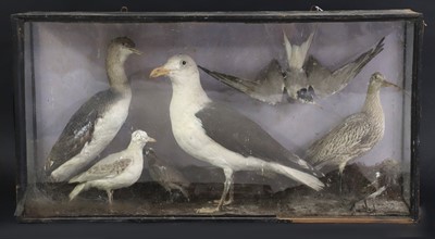 Lot 270 - A Seabird taxidermy group