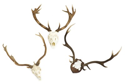 Lot 269 - A group of three stag antlers