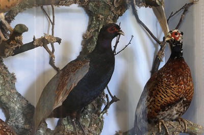Lot 40 - A large taxidermy display