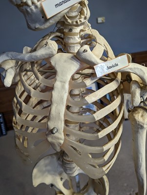 Lot 48 - A teaching model of a human skeleton