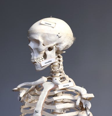 Lot 48 - A teaching model of a human skeleton