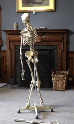 Lot 48 - A teaching model of a human skeleton