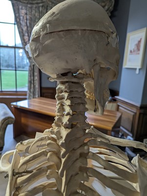 Lot 48 - A teaching model of a human skeleton