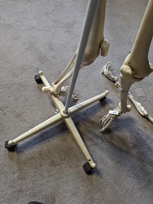 Lot 48 - A teaching model of a human skeleton