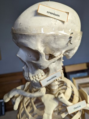 Lot 48 - A teaching model of a human skeleton