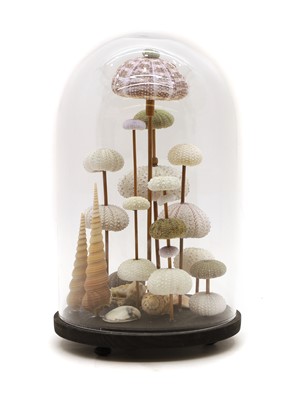 Lot 258 - A sea urchin and shell display