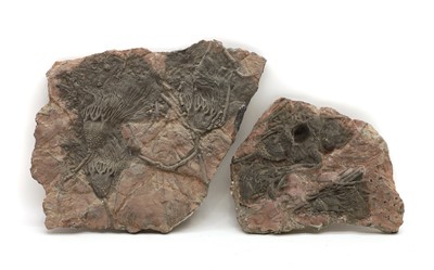 Lot 256 - Two crinoid fossil formations