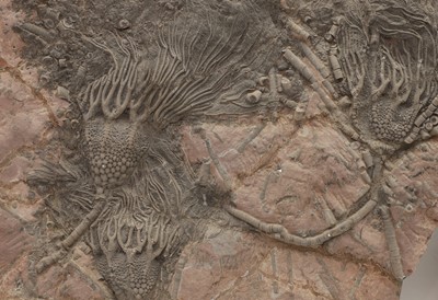 Lot 256 - Two crinoid fossil formations