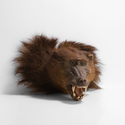 Lot Taxidermy: a baboon shoulder mount