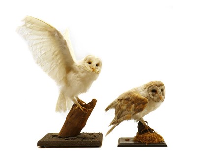 Lot 259 - Two taxidermy barn owl