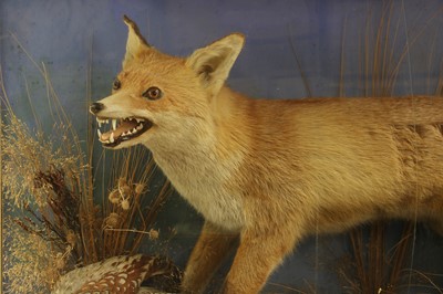 Lot 260 - A taxidermy fox and pheasant