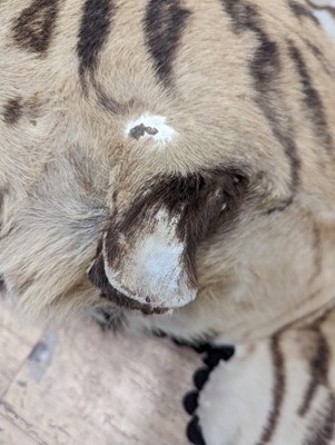 Lot 359 - A taxidermy Bengal tiger skin rug