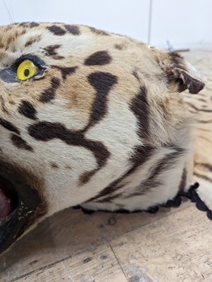Lot 359 - A taxidermy Bengal tiger skin rug