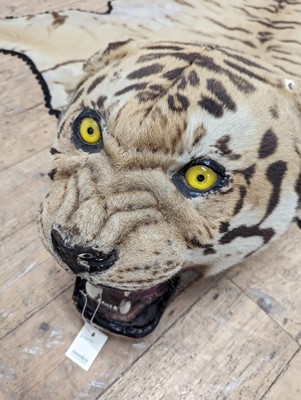 Lot 359 - A taxidermy Bengal tiger skin rug