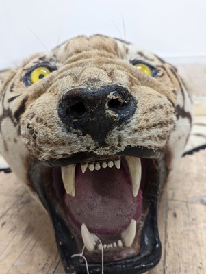 Lot 359 - A taxidermy Bengal tiger skin rug