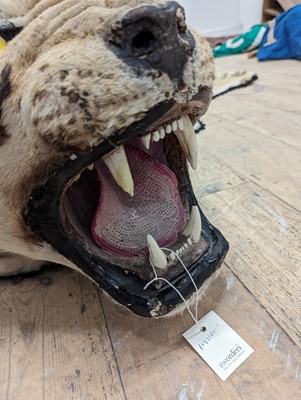 Lot 359 - A taxidermy Bengal tiger skin rug