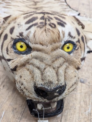 Lot 359 - A taxidermy Bengal tiger skin rug