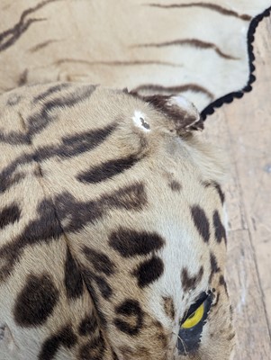 Lot 359 - A taxidermy Bengal tiger skin rug