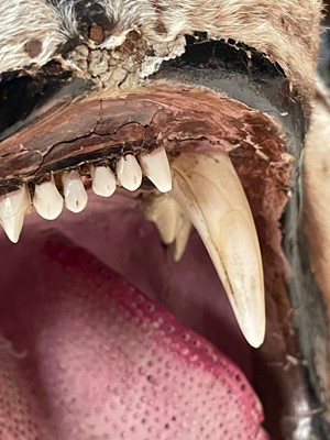 Lot 359 - A taxidermy Bengal tiger skin rug