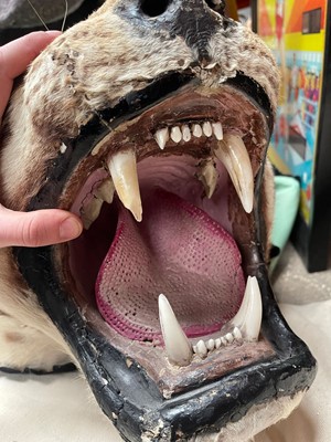 Lot 359 - A taxidermy Bengal tiger skin rug