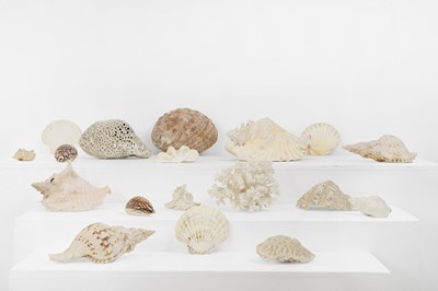 Lot 662 - A collection of shells and dried coral specimens