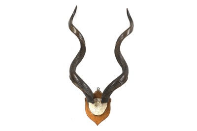 Lot 459 - A pair of kudu horns